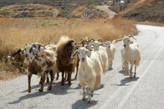 katsikes katsikia